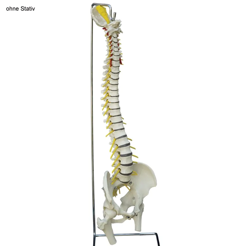 Flexible Wirbelsäule Standard, mit Stümpfen, ohne Stativ