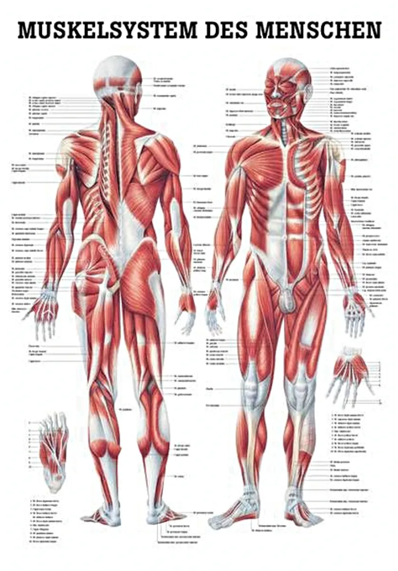 Anat. Poster: Muskelsystem des Menschen, 50 x 70 cm, Papier