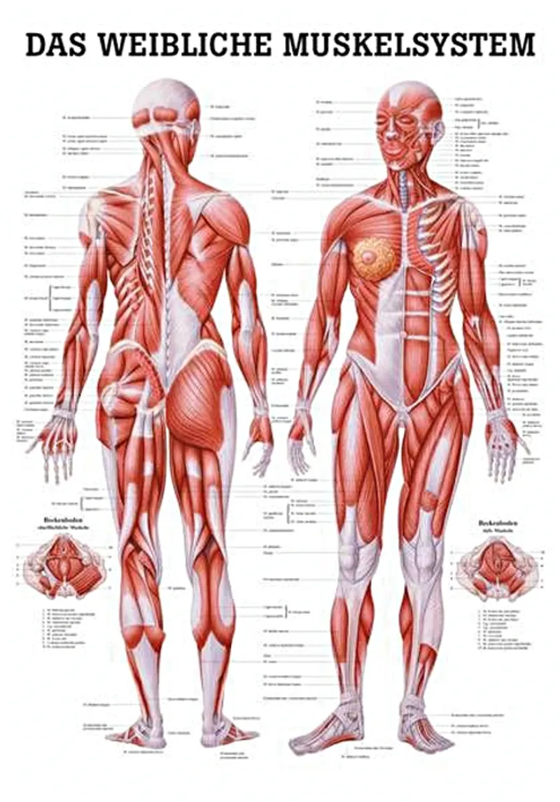 Anat. Poster: Weibliche Muskeln, 50 x 70 cm, laminiert