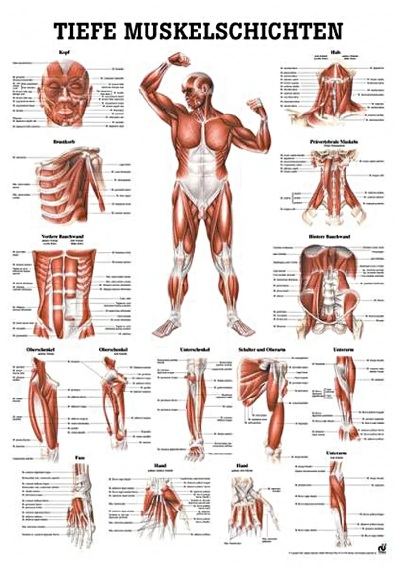 Anat. Lehrtafel: Tiefe Muskeln, Frontansicht 70 x 100 cm, Papier