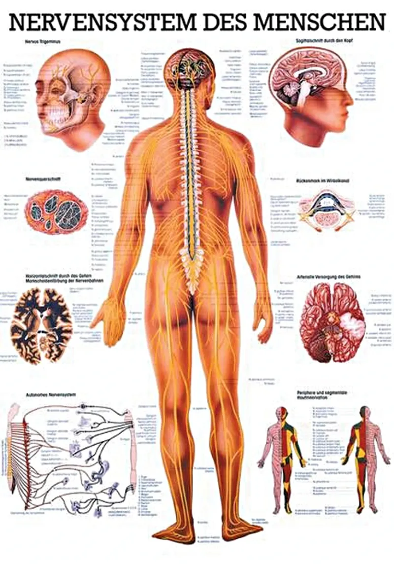 Anat. Mini-Poster: Nervensystem des, Menschen 24 x 34 cm, laminiert