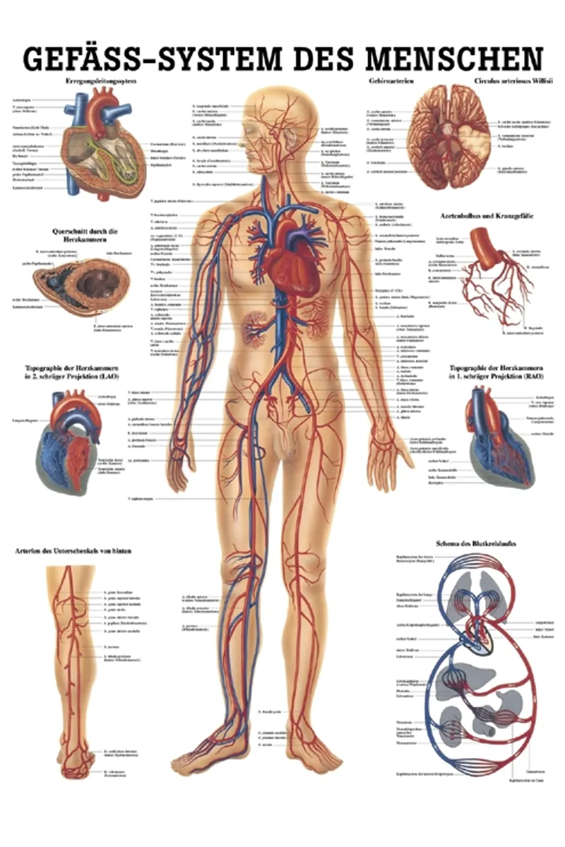 Anat. Lehrtafel: Gefäßsystem des, Menschen 70 x 100 cm, laminiert