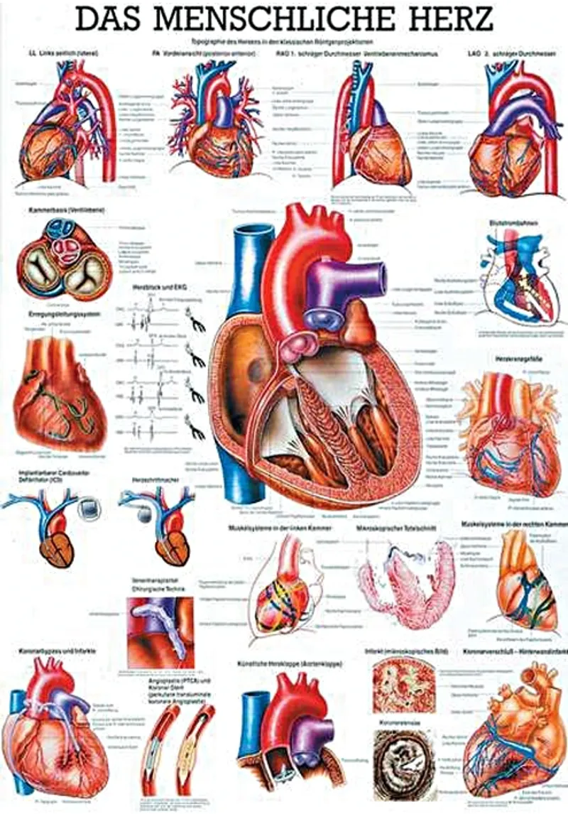 Anat. Lehrtafel: Das menschliche Herz, 70 x 100 cm, laminiert