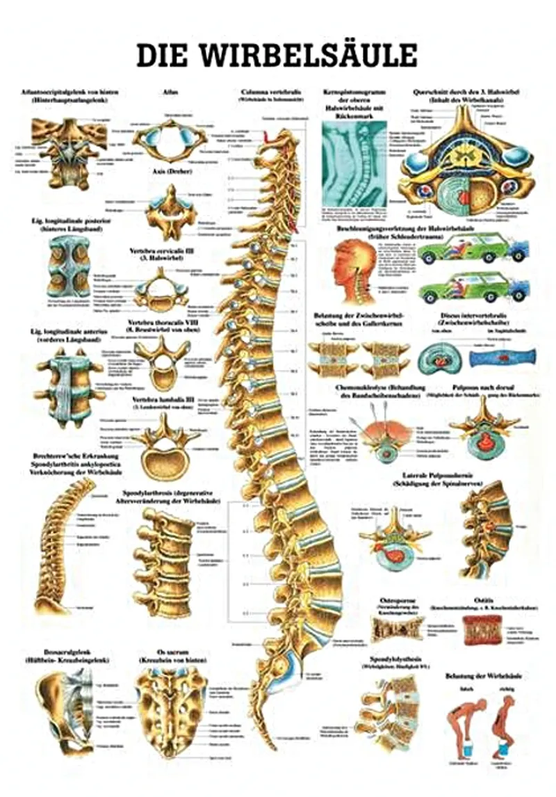 Anat. Lehrtafel: Die Wirbelsäule, 70 x 100 cm, laminiert