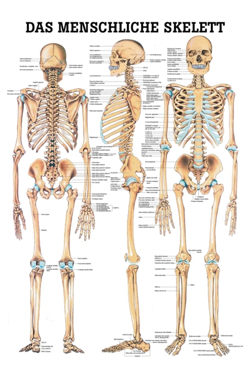 Anat.Lehrtafel: Das menschliche Skelett, 70 x 100 cm, laminiert