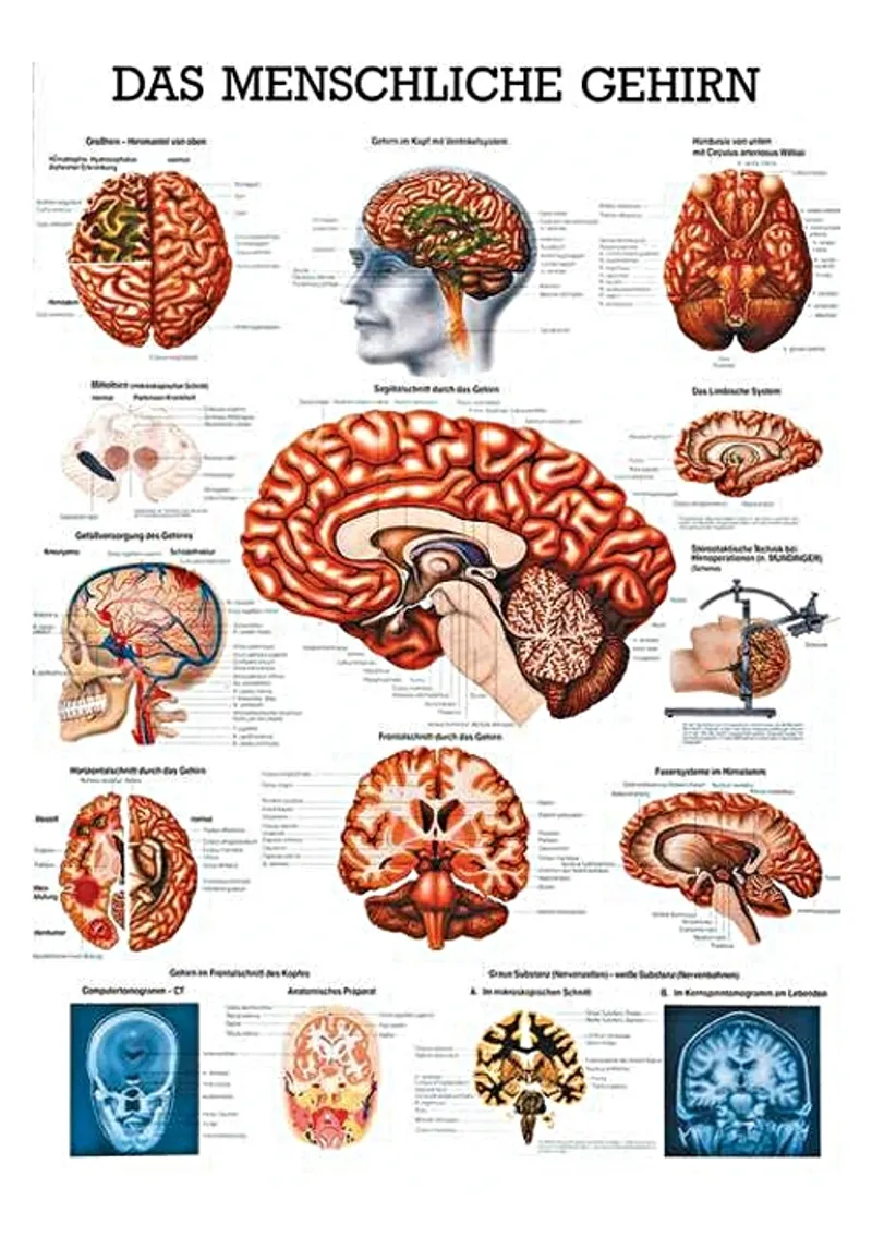 Anat. Lehrtafel: Das menschliche Gehirn, 70 x 100 cm, laminiert