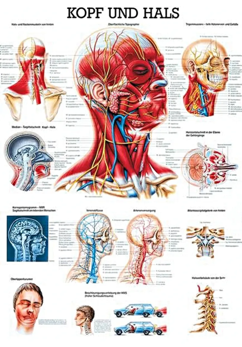 Anat. Lehrtafel: Kopf und Hals, 70 x 100 cm, laminiert