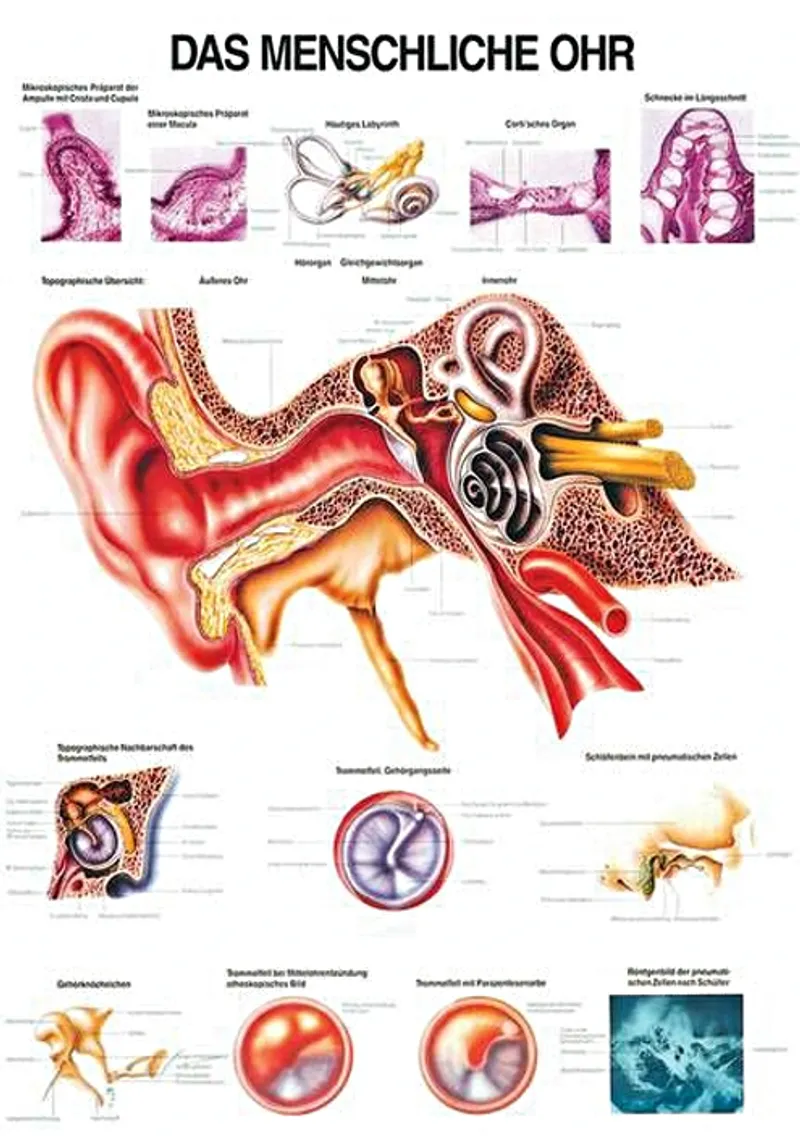 Anat. Lehrtafel: Das menschliche Ohr, 70 x 100 cm, Papier