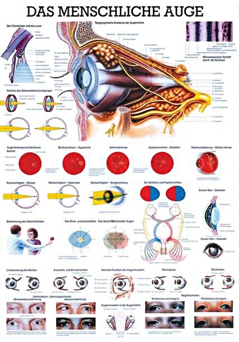 Anat. Lehrtafel: Das menschliche Auge, 70 x 100 cm, laminiert