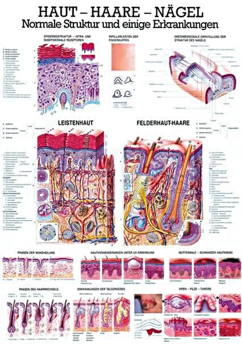 Anat. Lehrtafel: Haut - Haare - Nägel, 70 x 100 cm, Papier
