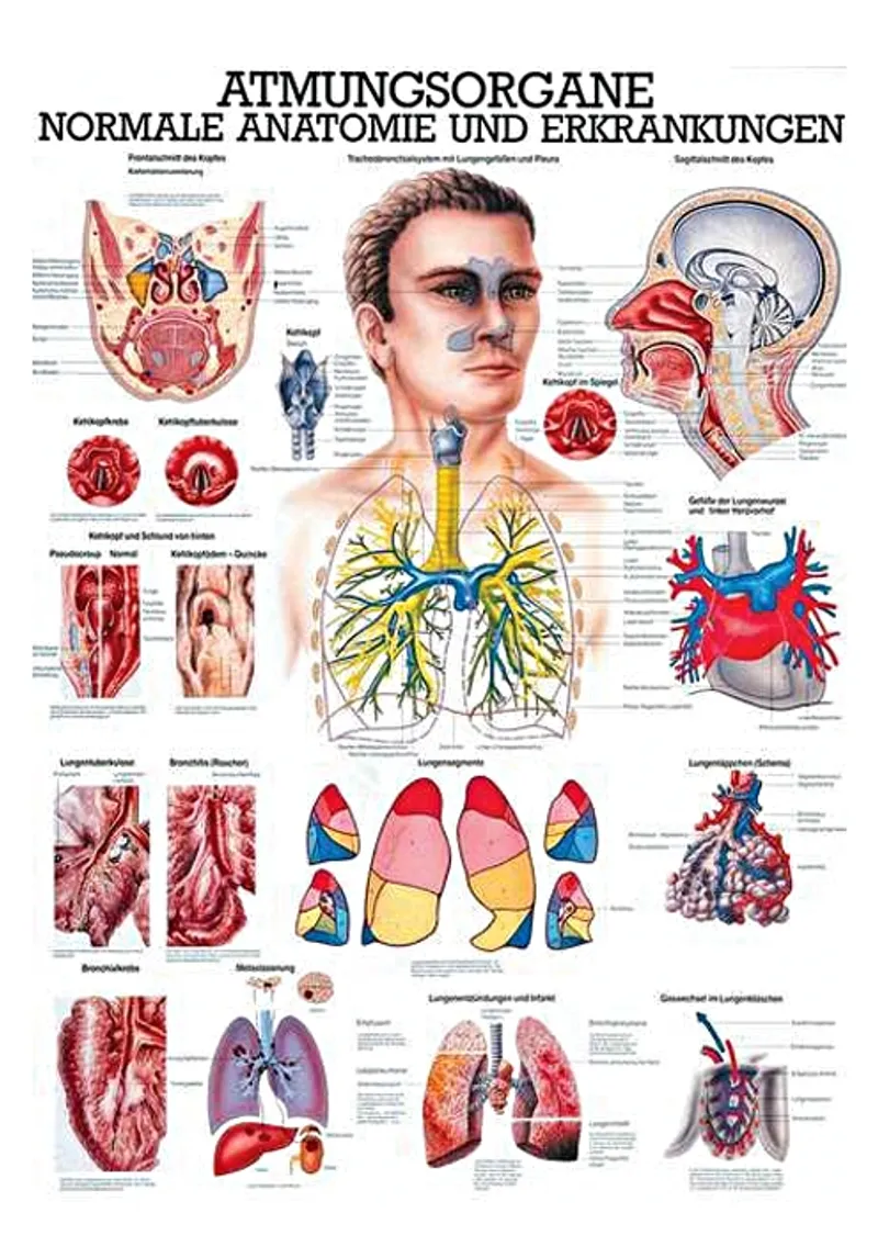 Anat. Lehrtafel: Die Atmungsorgane, 70 x 100 cm, laminiert