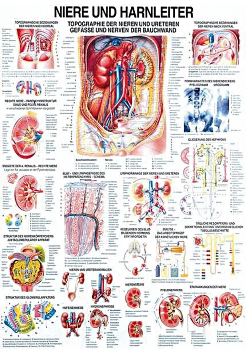 Anat. Lehrtafel: Niere und Harnleiter, 70 x 100 cm, Papier