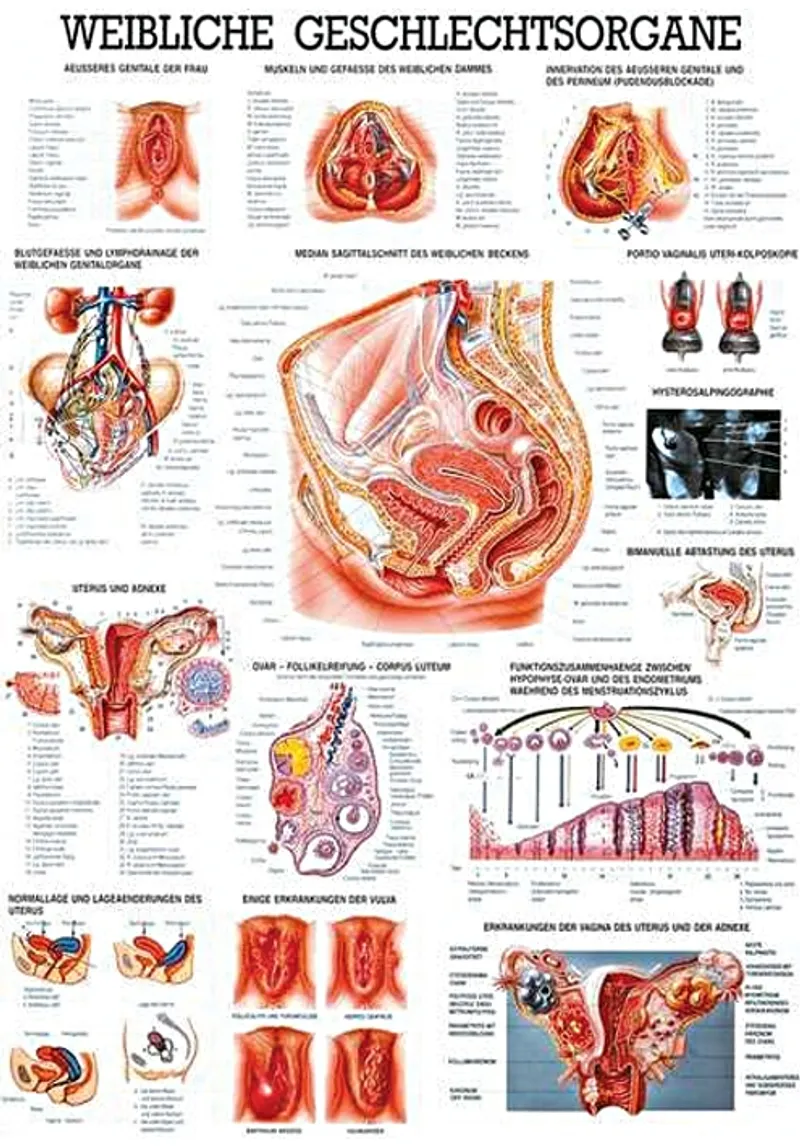 Anat. Lehrtafel: Weibl.Geschlechtsorgane, 70 x 100 cm, laminiert