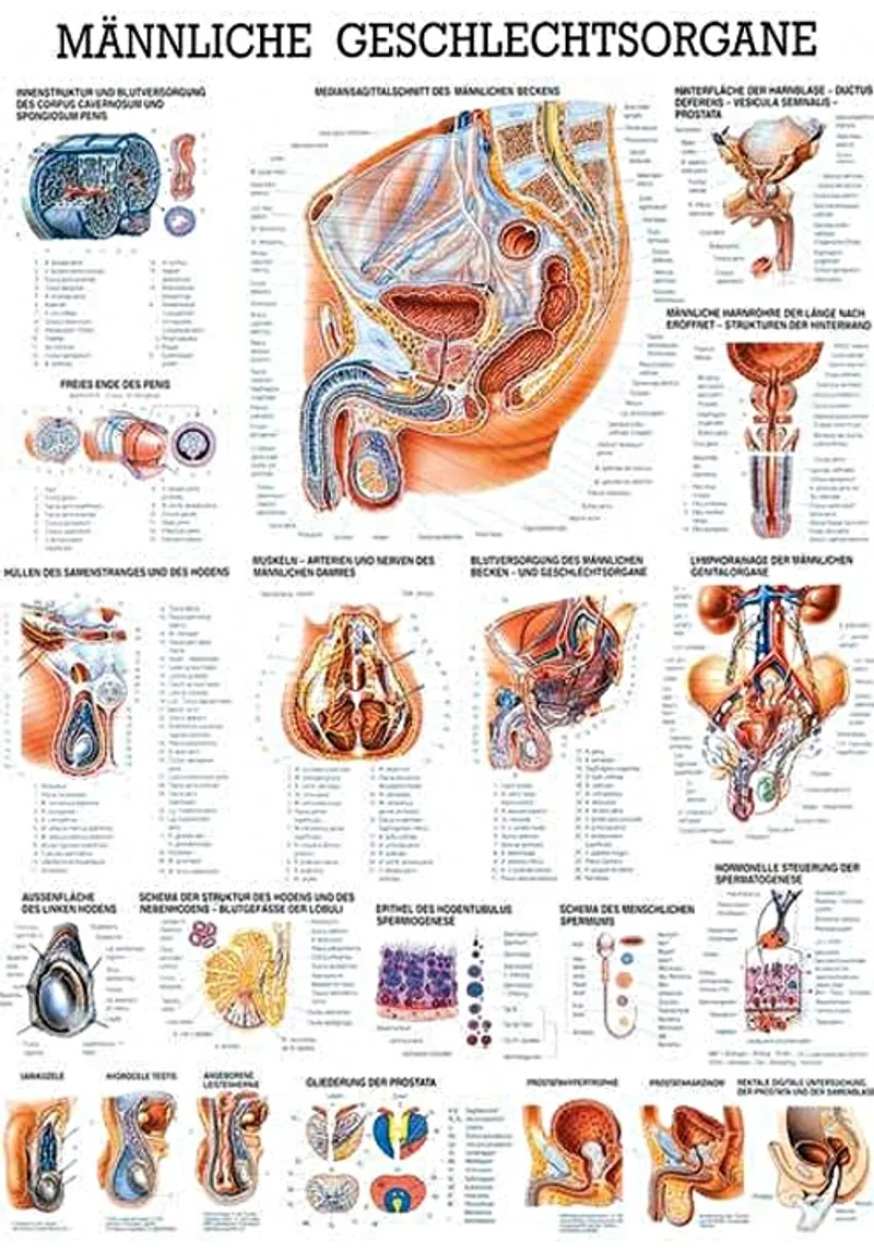 Anat. Lehrtafel: Männl.Geschlechtsorgane, 70 x 100 cm, laminiert