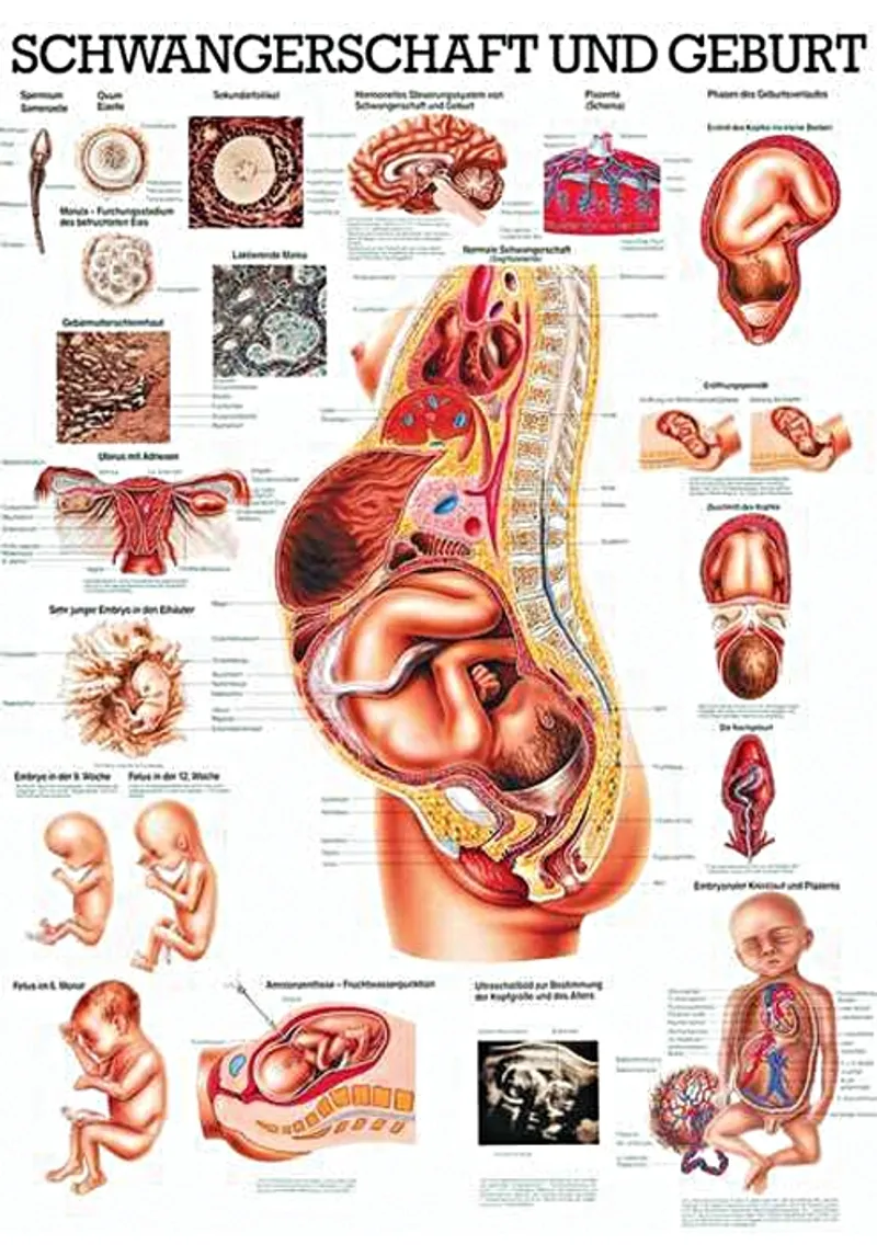 Anat. Lehrtafel: Schwangerschaft, Geburt, 70 x 100 cm, laminiert