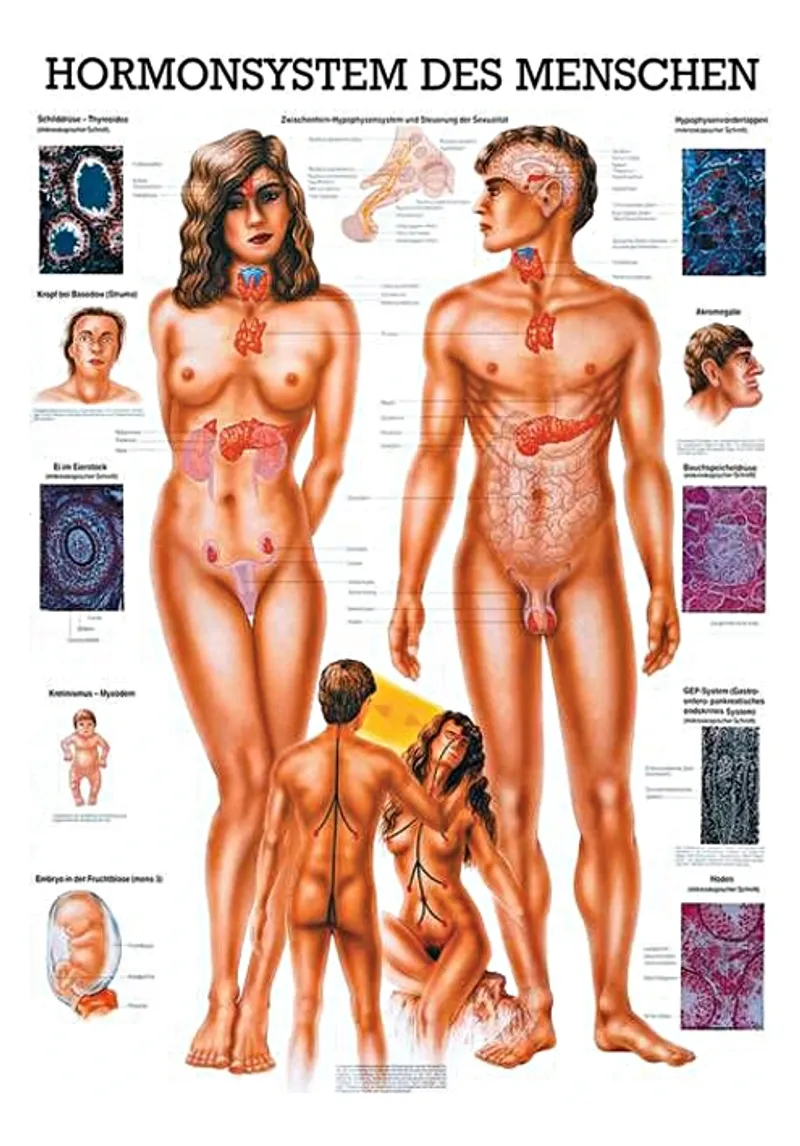 Anat. Lehrtafel: Hormonsystem, 70 x 100 cm, Papier