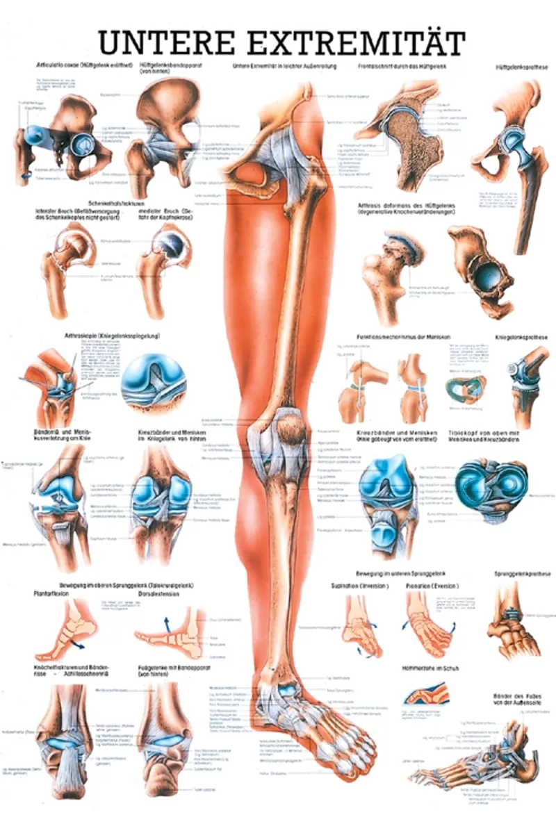 Anat. Mini-Poster: untere Extremität, 24 x 34 cm, laminiert