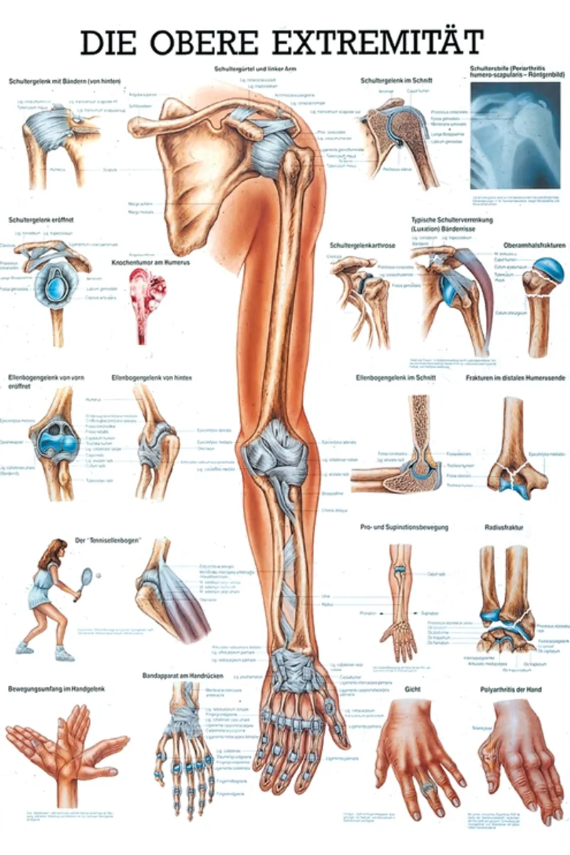 Anat. Mini-Poster: obere Extremität, 24 x 34 cm, laminiert