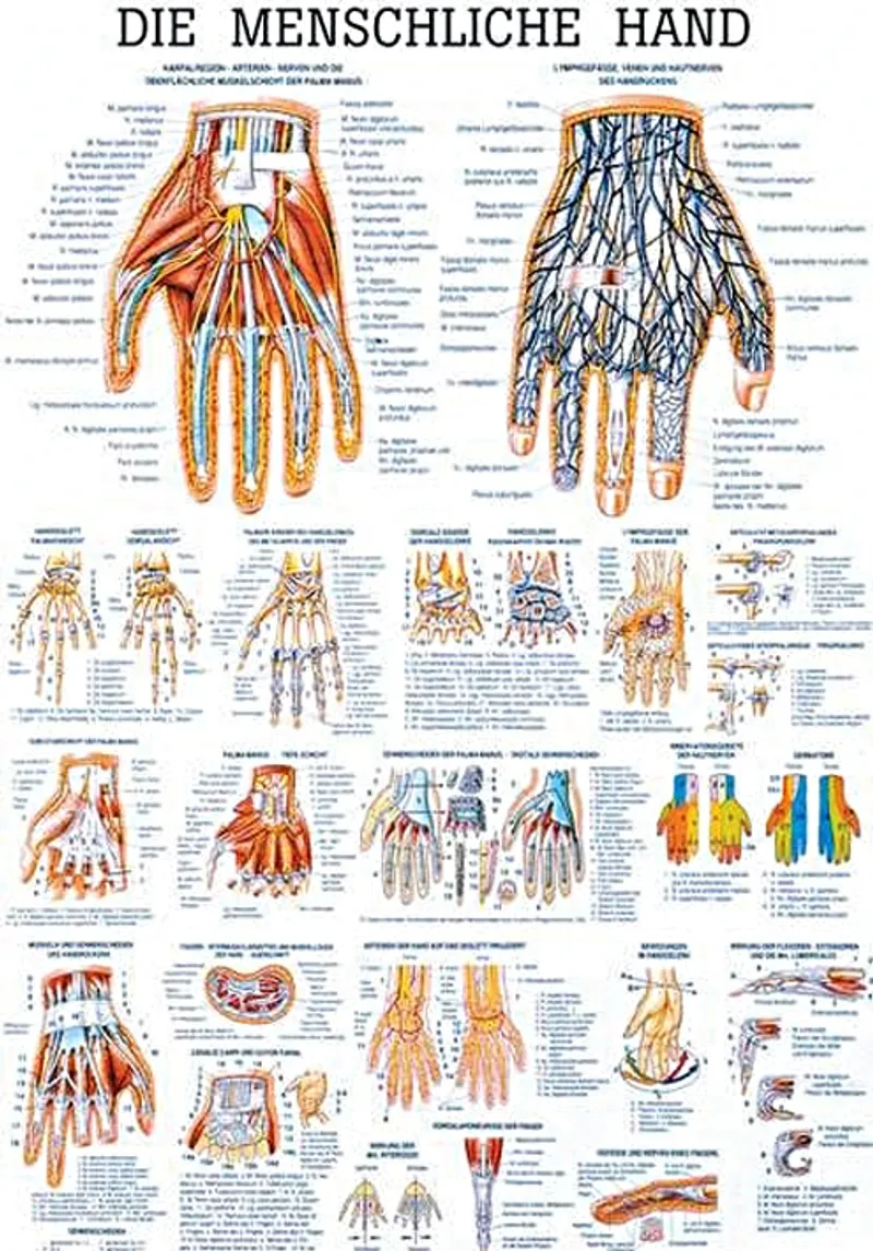 Anat. Lehrtafel: Die menschliche Hand, 70 x 100 cm, laminiert