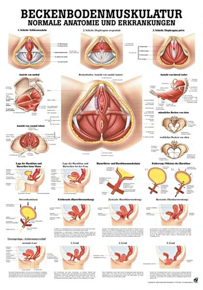 Anat. Lehrtafel: Beckenbodenmuskulatur, 70 x 100 cm, Papier