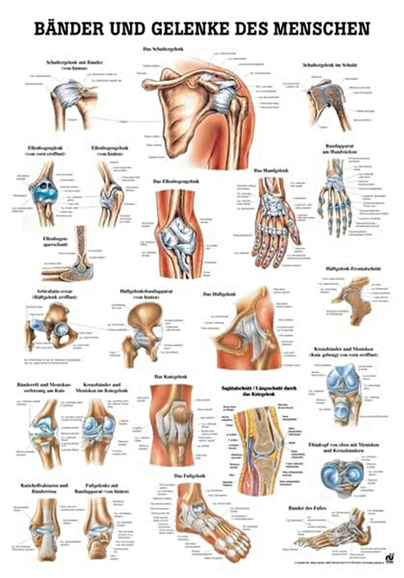 Anat. Lehrtafel: Bänder und Gelenke, 70 x 100 cm, Papier