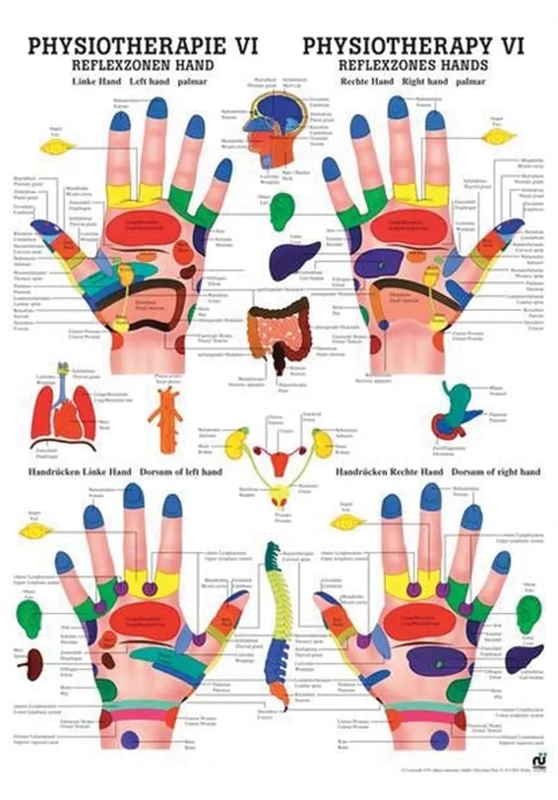 Anat. Poster: Physiotherapie Reflexzonen, Hand, 50 x 70 cm, Papier, zweisprachig