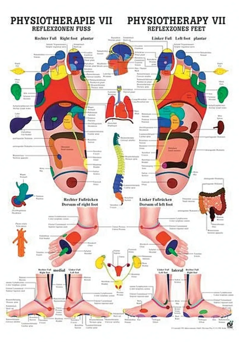 Anat. Poster: Physiotherapie Reflexzonen, Fuß, 50 x 70 cm, laminiert, zweisprachig