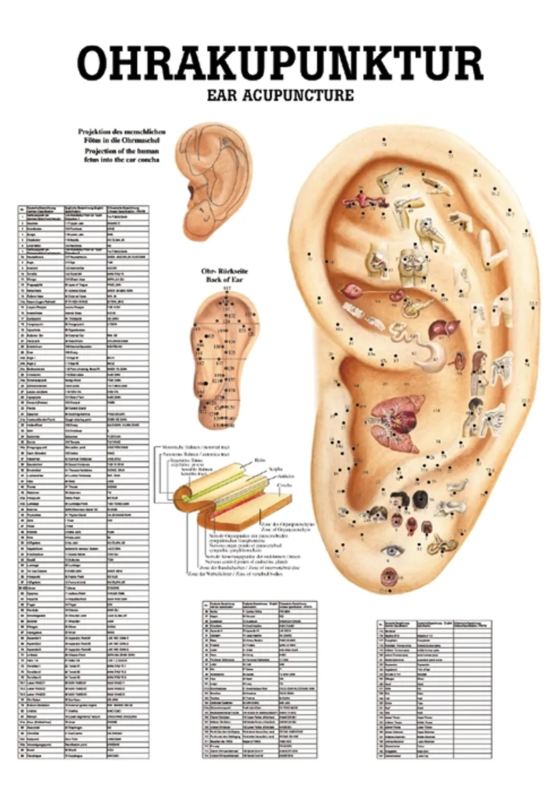Anat. Poster: Ohrakupunktur, 50 x 70 cm, laminiert, zweisprachig