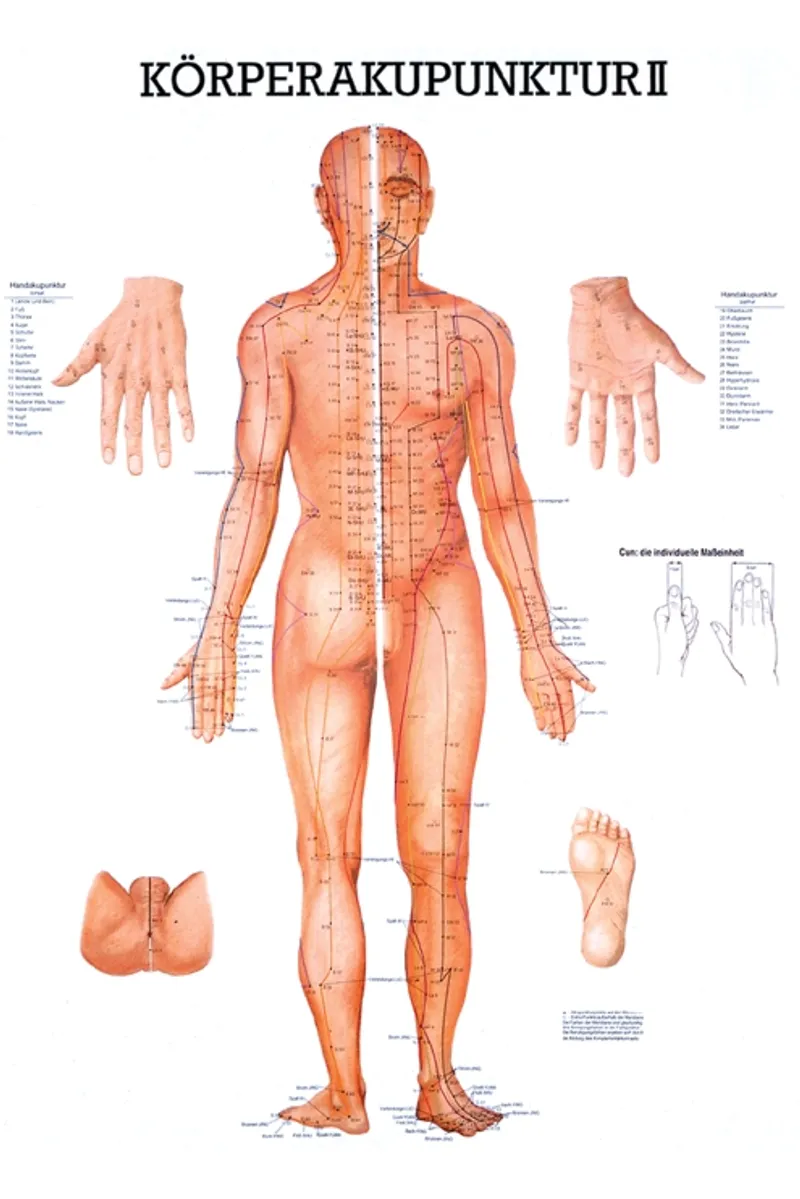 Anat. Lehrtafel: Körperakupunktur II, 70 x 100 cm, Papier