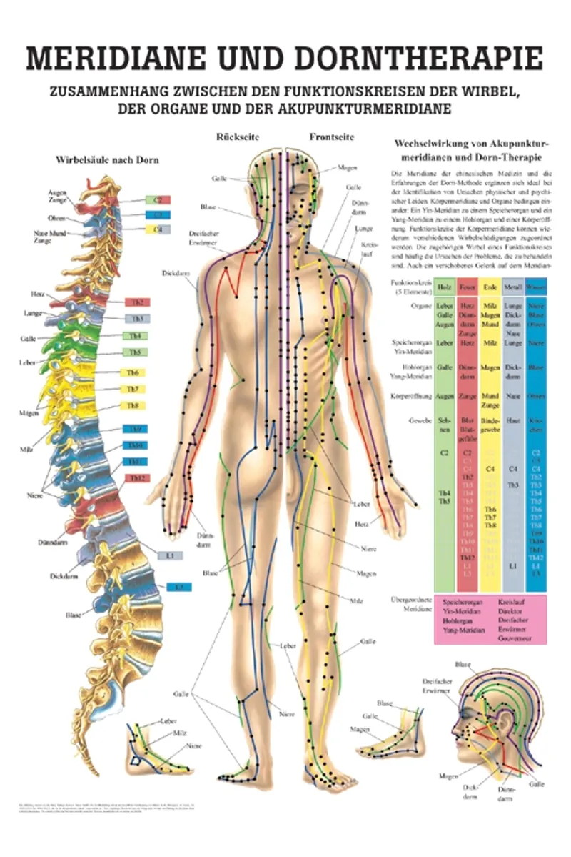 Anat. Mini-Poster: Dorntherapie und, Meridiane, 24 x 34 cm, laminiert