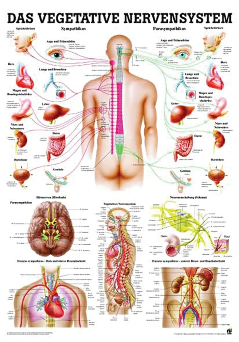 Anat. Lehrtafel: Das vegetative, Nervensystem 70 x 100 cm, Papier