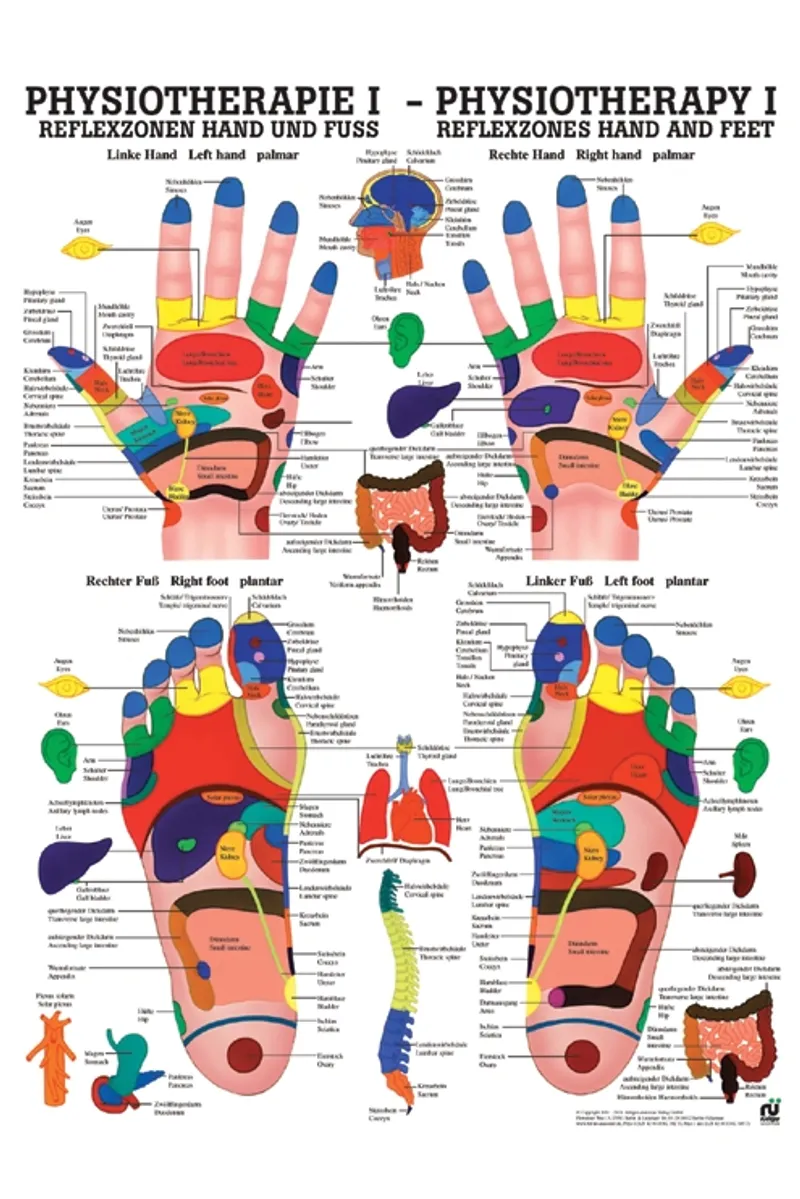 Anat. Poster: Physiotherapie Reflexzonen, Hand und Fuß, 50 x 70 cm, Papier