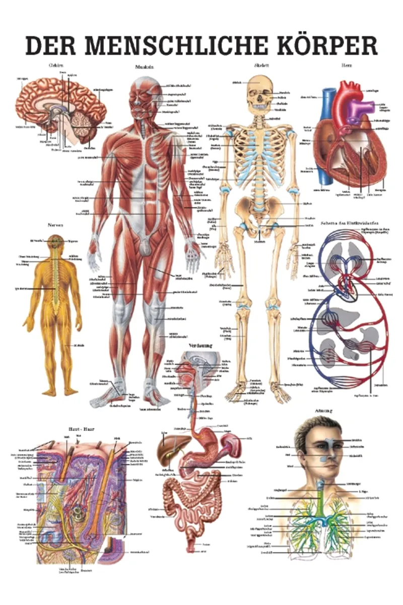 Anat. Lehrtafel: Der menschliche Körper, 70 x 100 cm, laminiert