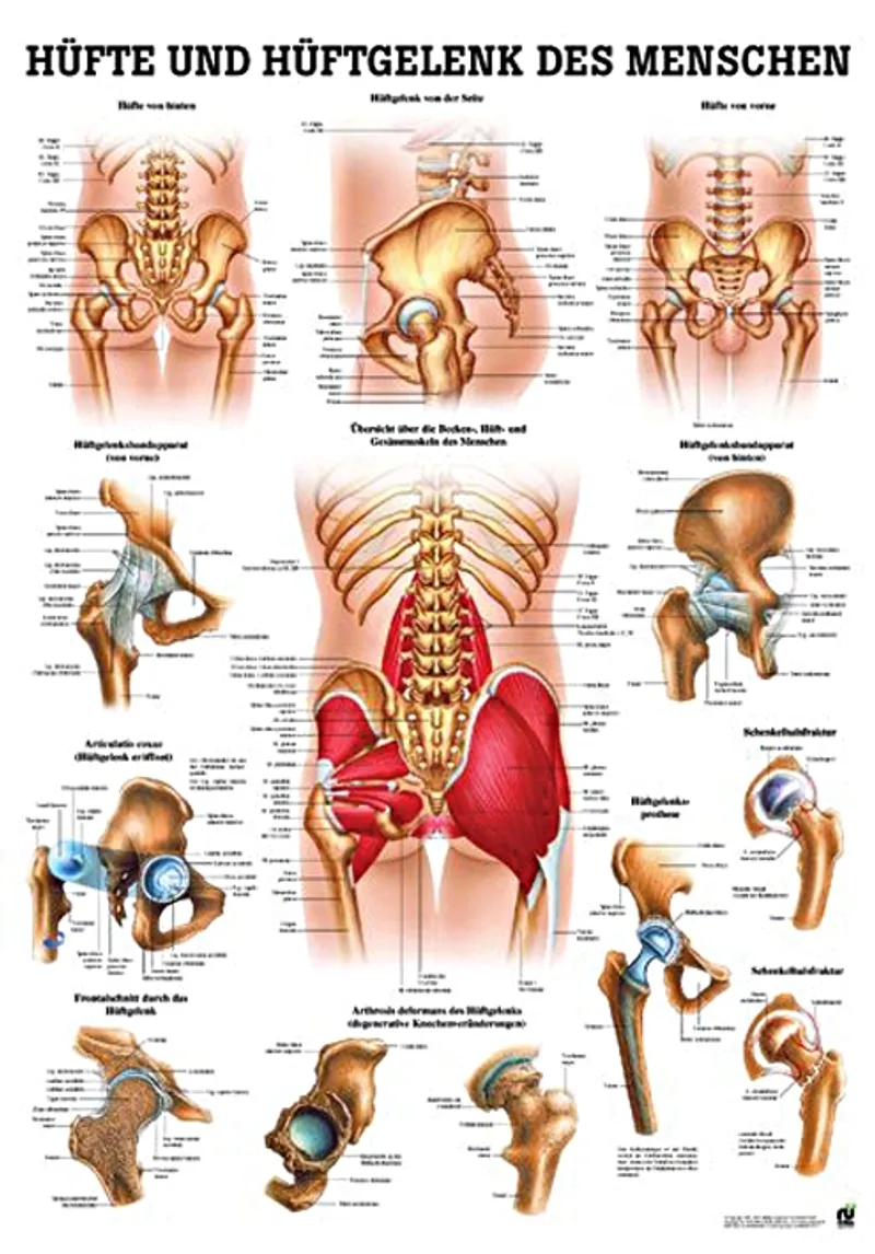 Anat. Lehrtafel: Hüfte & Hüftgelenk, 70 x 100 cm, Papier