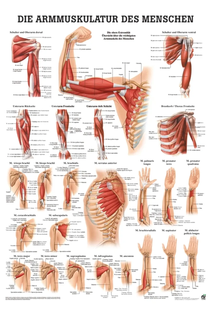 Anat. Poster: Die Armmuskulatur des, Menschen 50 x 70 cm, laminiert