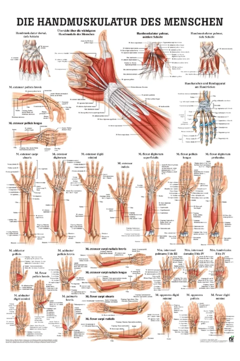 Anat. Poster: Die Handmuskulatur des, Menschen 50 x 70 cm, laminiert