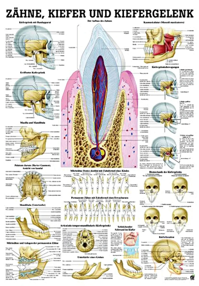 Anat. Lehrtafel: Zähne & Kiefergelenk, 70 x 100 cm, Papier