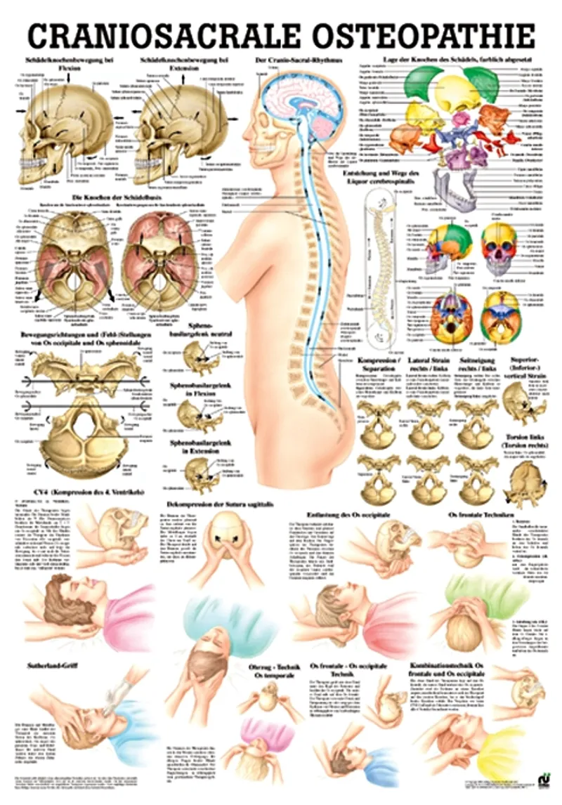 Anat. Lehrtafel: Craniosacrale, Osteopathie 70 x 100 cm, Papier