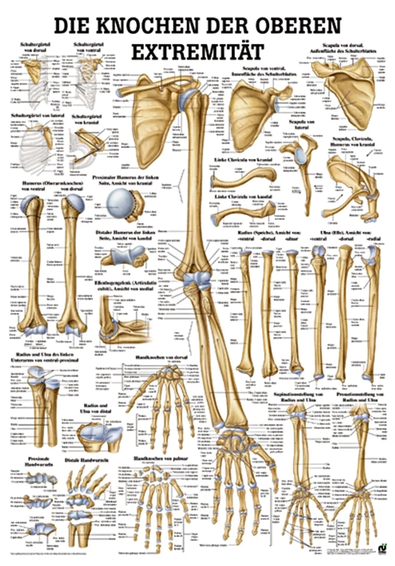 Anat. Lehrtafel: Knochen obere, Extremität 70 x 100 cm, Papier
