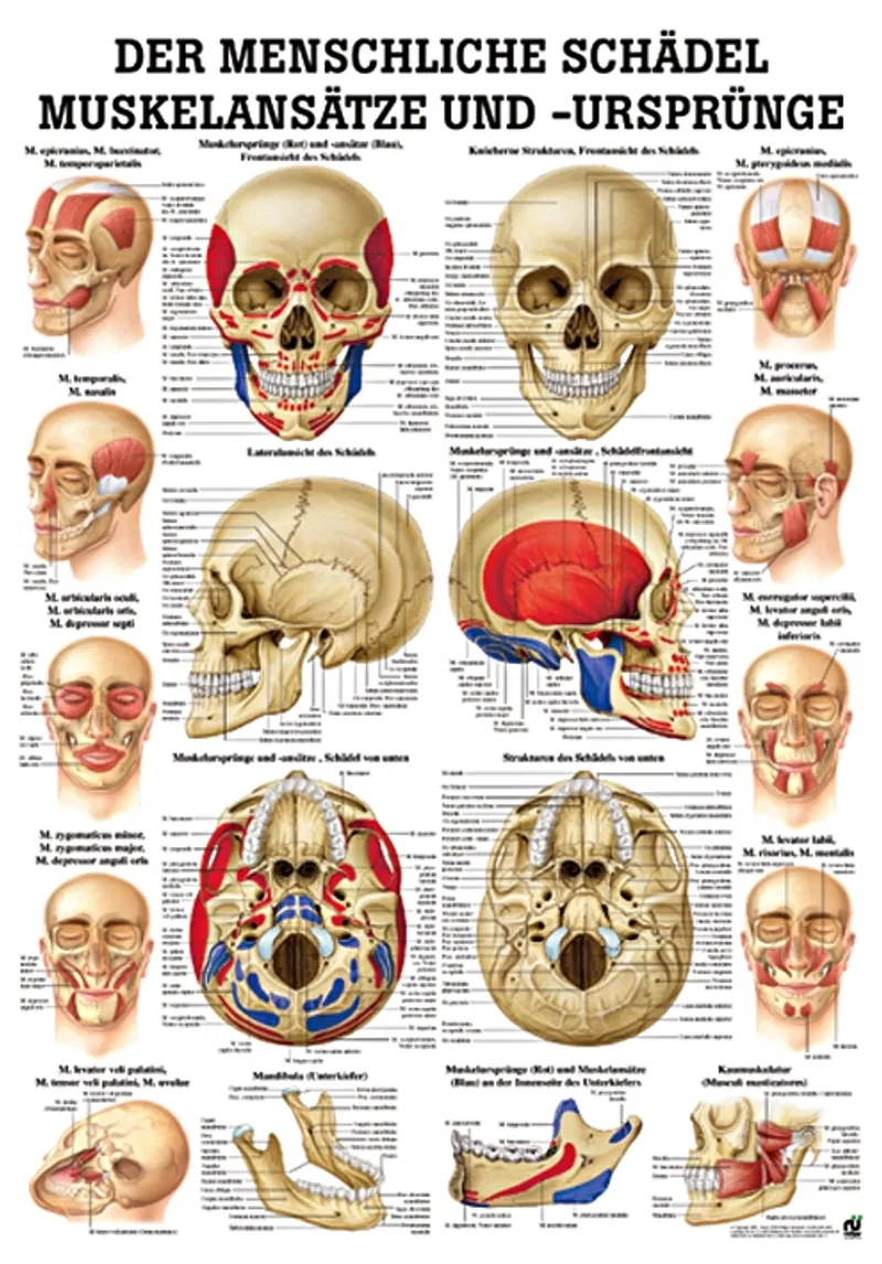 Anat. Lehrtafel: Muskelansätze &, Ursprünge am Schädel 70 x 100 cm, Papier