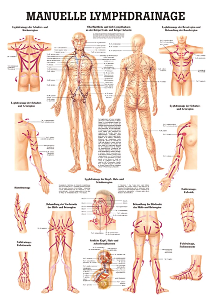 Anat. Lehrtafel: Manuelle Lymphdrainage, 70 x 100 cm, laminiert