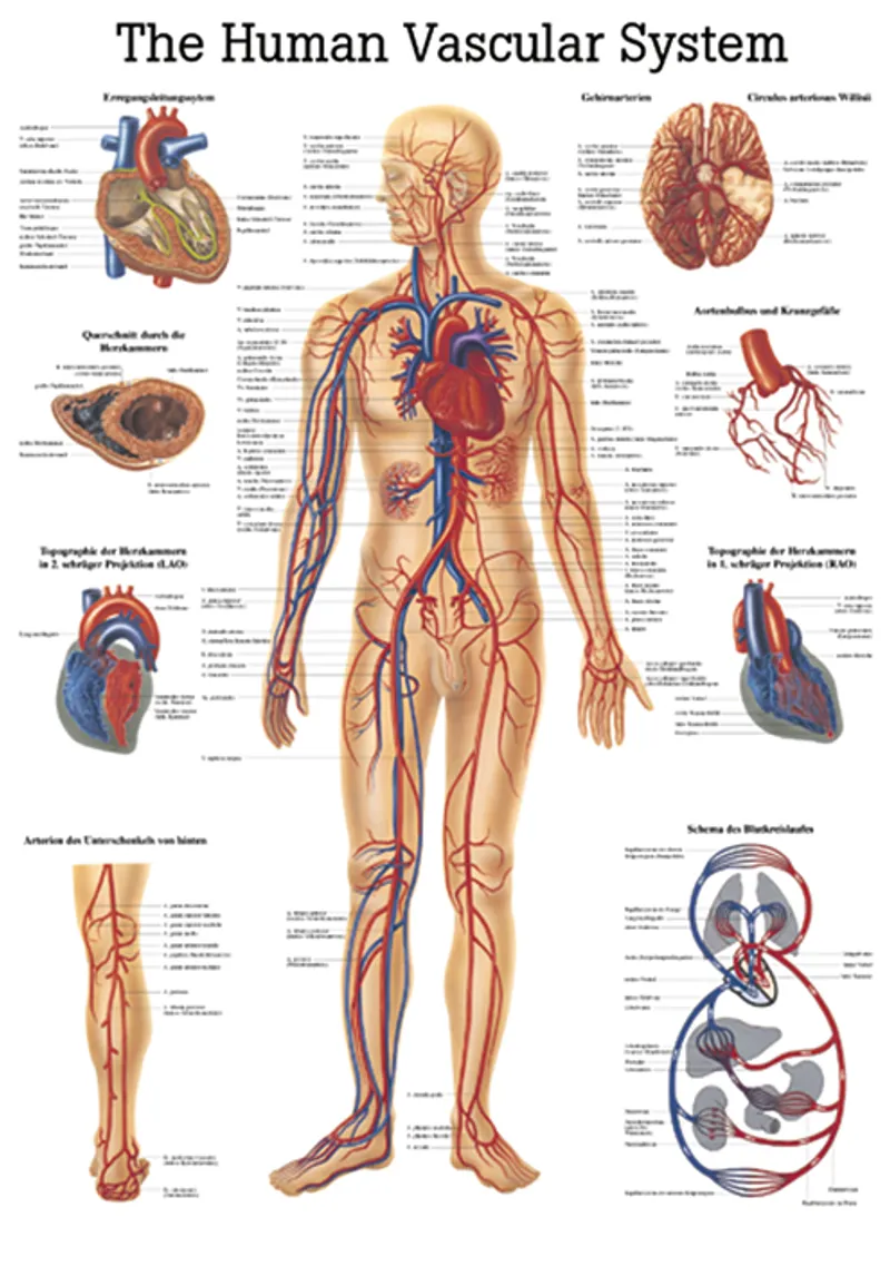 Anat. Lehrtafel: Human Vascular System, 70 x 100 cm Papier (engl. Ausführung)