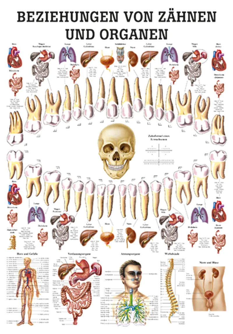 Anat. Lehrtafel: Beziehungen von Organen, und Zähnen 70 x 100 cm, Papier