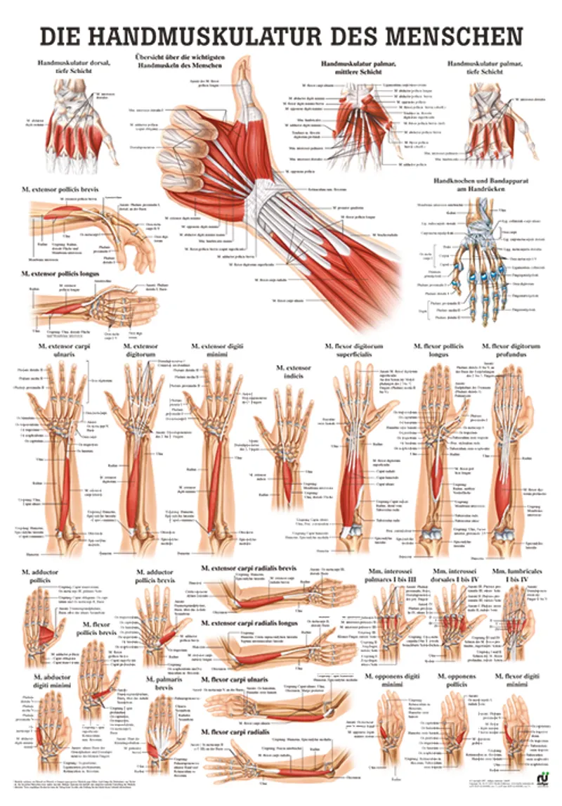 Anat. Poster: Handmuskulatur, des Menschen 50 x 70 cm, Papier